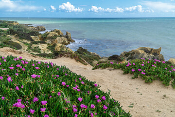 flowery coast with rocks