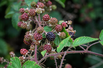 close-up of wild blackberries, varying from ripe to unripe stages