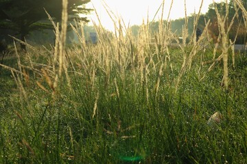 Golden hour shines through tall grasses creating serene and peaceful countryside scene