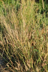 Golden hues illuminate a dense field of wild grasses, evoking a sense of natural beauty and