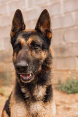 Close-up of a German Shepherd’s face next to a person wearing gray pants. The dog looks calm and alert.