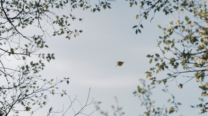 Obraz premium Falling Leaf, Blue Sky, Tree Branches