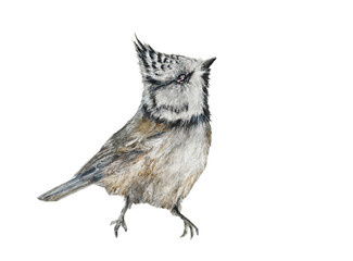 crested tit