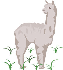 Alpaca vector illustration
