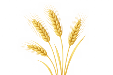 Realistic illustration of ripe wheat stalks with transparent background, ideal for agricultural or food-related designs