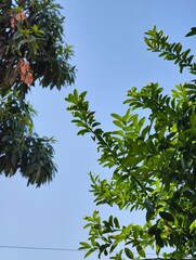 Looking up at green leaves and branches against a clear blue sky on a bright sunny day outdoors