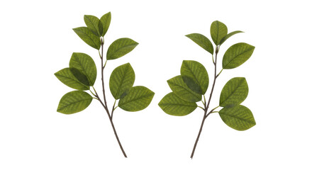 Isolated Green Leaves on Twigs