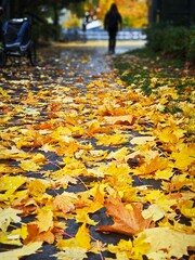 The background is softly blurred, showing a person walking away, evoking a peaceful and atmospheric fall day. Ideal for seasonal, nature, and lifestyle concepts.