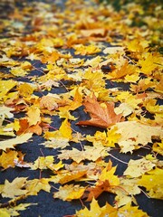 Colorful Autumn Maple Leaves on Asphalt Path