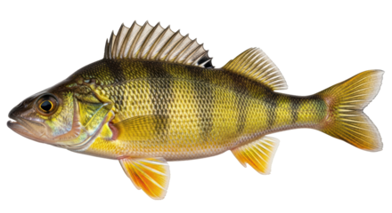 Isolated Yellow Perch Fish