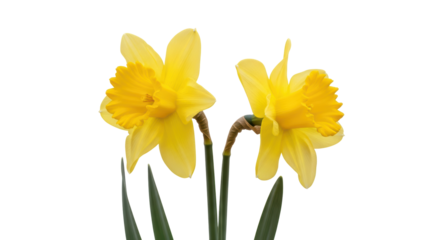 Isolated Pair of Yellow Daffodils