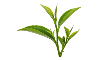 Isolated Fresh Green Tea Leaves