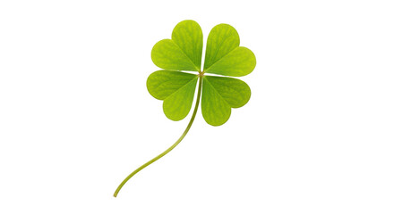 Isolated Four Leaf Clover