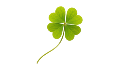 Isolated Four Leaf Clover