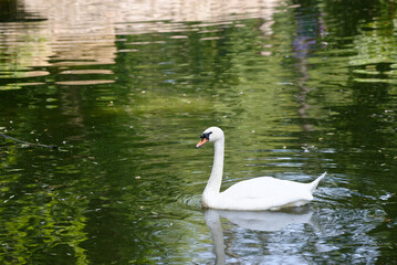 Naklejka premium swan on the lake