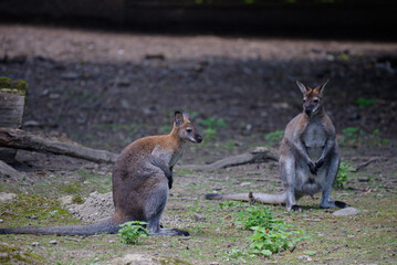 kangaroo and baby