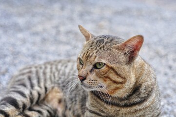 Fototapeta premium close up of a cat lying on the road