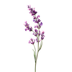 Obraz premium lilac branch isolated on white background