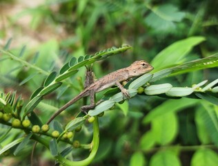 lizard on a branch