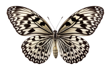 A black and white butterfly with intricate wing patterns isolated on transparent background