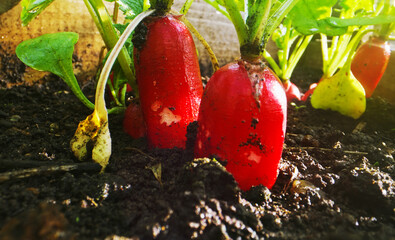 Macro shot of young red radish.