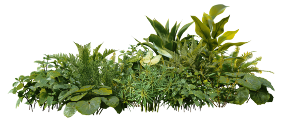 3D render of a garden with tropical plants and green leaves on a transparent background
