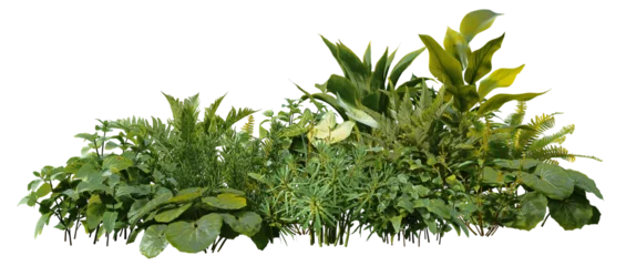 Selbstklebende Fototapeten Pflanzen 3D render of a garden with tropical plants and green leaves on a transparent background   © jomphon