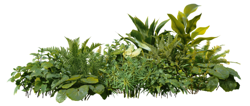 3D render of a garden with tropical plants and green leaves on a transparent background
