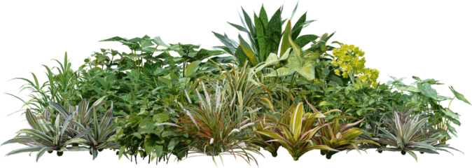 3D render of a garden with tropical plants and green leaves on a transparent background
