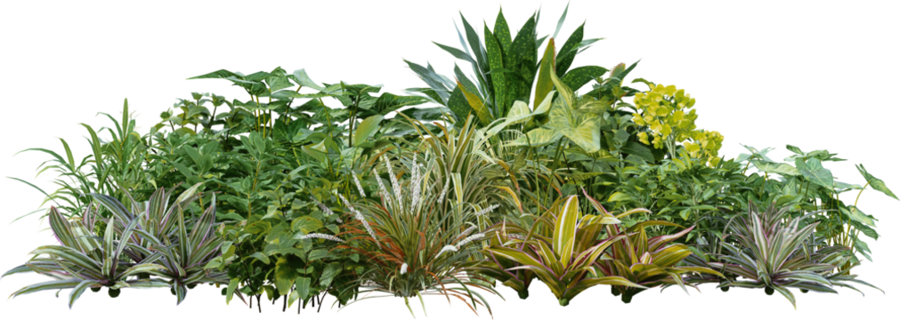 3D render of a garden with tropical plants and green leaves on a transparent background

