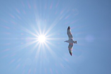 Mouette bateau Ischia 1