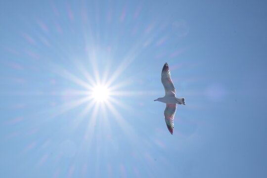 Mouette bateau Ischia 1