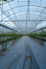 Fototapeta premium Interior View of a Modern Greenhouse with Neatly Arranged Plants and Advanced Structural Design