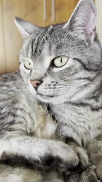 Striped domestic cat with striking green eyes resting comfortably on a soft surface