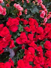 Close up of pink and red begonia flowers showing their beauty, texture, patterns and details in store