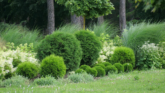 Beautifully Landscaped Garden with Spherical Evergreen Thuja Danica Shrubs and Ornamental Grasses