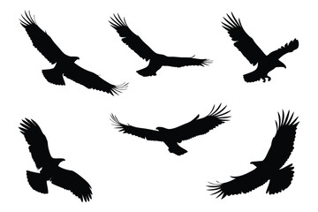 A Majestic Array of Eagles Soaring Boldly Against a Pure White Backdrop Showcasing Freedom and Natural Grace