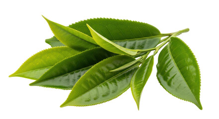 Isolated Green Tea Leaves