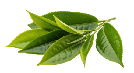 Isolated Green Tea Leaves