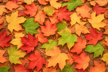 Fototapeta premium Autumnal Maple Leaf Carpet: Vibrant Seasonal Foliage