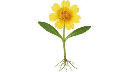 Isolated Yellow Flower