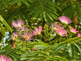 Delicate Pink Flowers Blooming Amid Lush Green Foliage - High-Resolution Nature Photography Perfect...