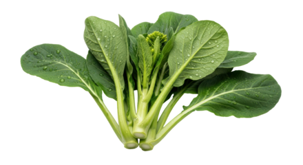 Isolated Bunch of Bok Choy