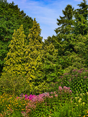Vibrant Flowering Plants with Lush Green Trees Under a Clear Blue Sky - High-Resolution Nature Photography Ideal for Digital Backgrounds and Creative Visual Content