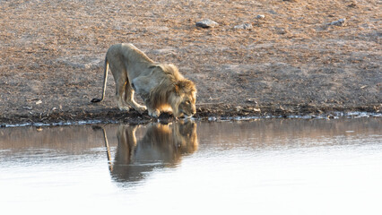 Lion majestueux buvant à un point d'eau avec reflet