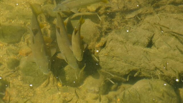 Barbus barbus, 4K video of a school of small and medium-sized fish, barbels, feeding in the current of a shallow river.