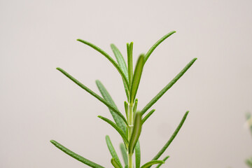 Rosemary plant herb in the garden