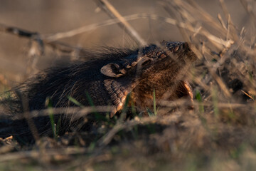 Armadillo in Pampas countryside environment, La Pampa Province, Argentina.