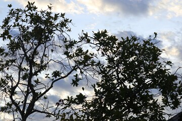 Silhouette of Trees at Dusk Against Dramatic Cloudscape, Capturing Nature's Majesty