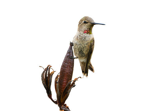 Anna's Hummingbird (Calypte Anna) Photo, on a Transparent PNG Background, Perched on a New Zealand Flax (Phormium tenax) Leaf